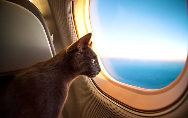 Make sure to double check all pre-flight requirements to ensure a smooth trip with your feline companion
